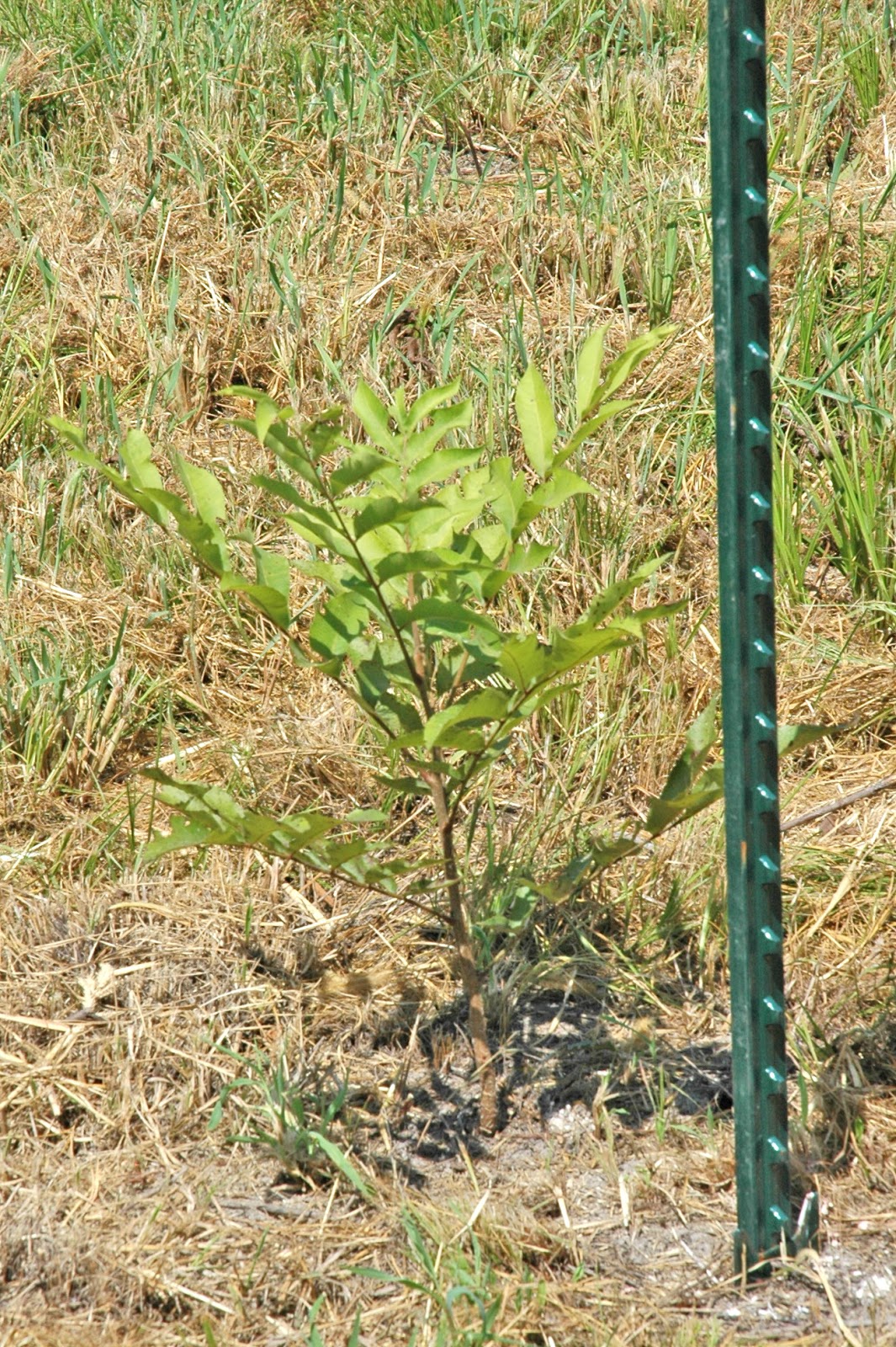 Northern Pecans Notes on planting pecan trees Reality vs. expectations