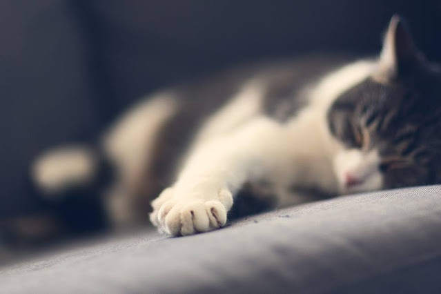 gato descansando pixabay congatos