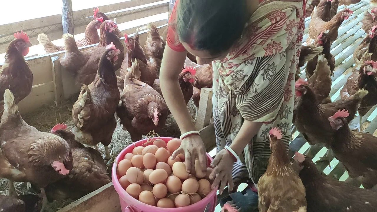 4 principles of profitable poultry farming