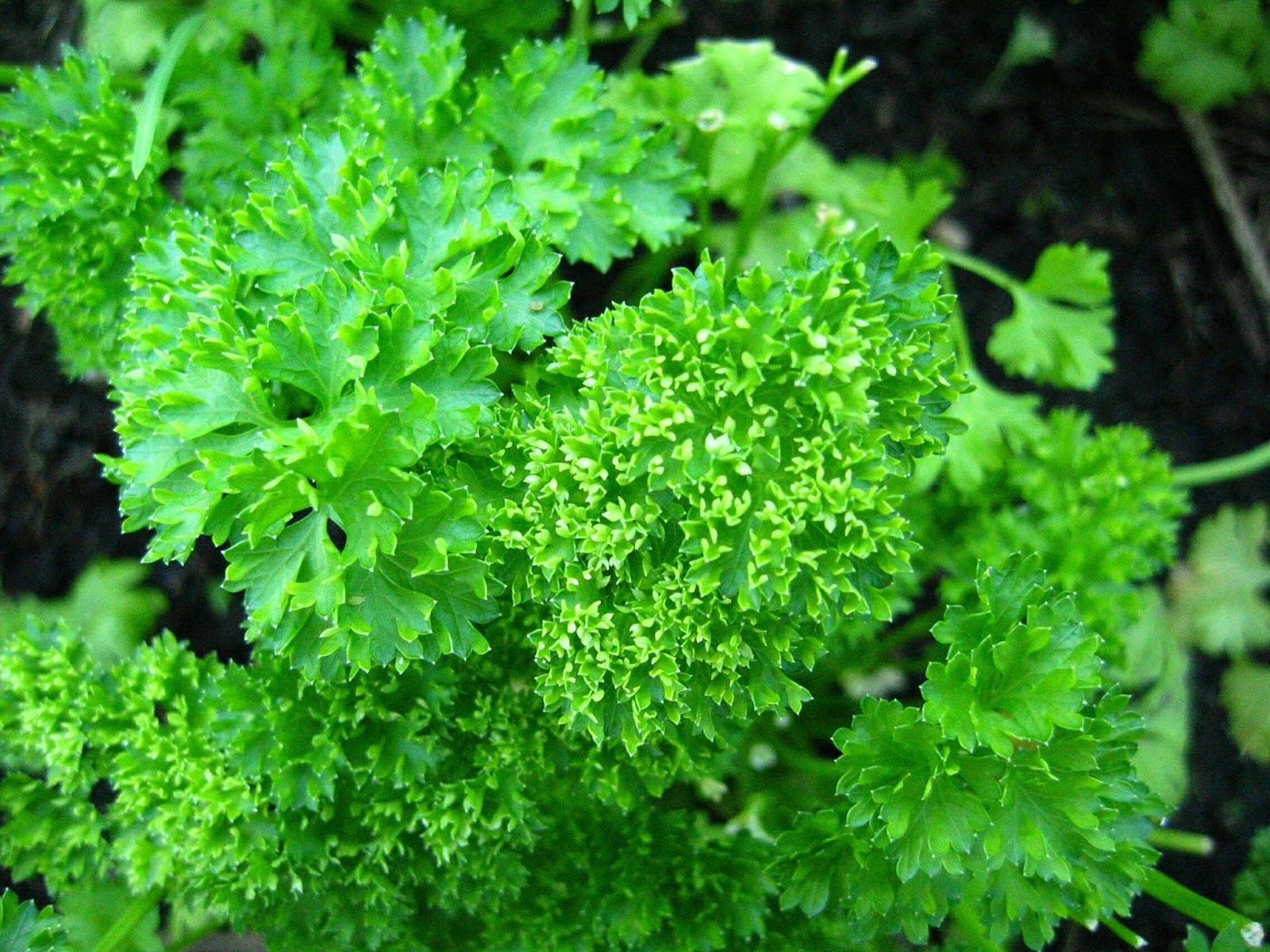 Herbs That Are Good For Dogs Pets Lovers