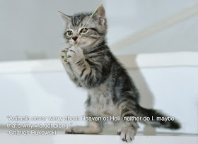  animal, dog, cat, pet, animal, inspiring quotes for animal lovers, petsnmore.org, kitten,
