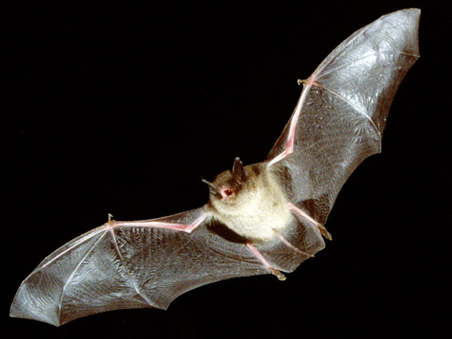 bat pictures bat pictures