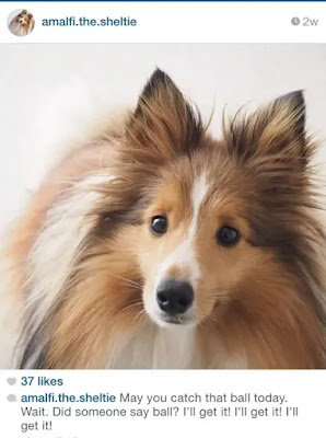 cute-dog-captions-for-instagram cute-dog-captions-for-instagram