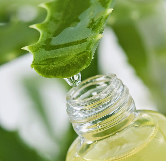 ziro99blog ALOE VERA NI SALAMA KWA UTENGENEZAJI VIPODOZI