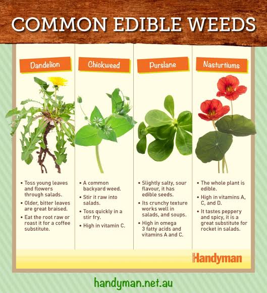 Top Fifteen Useful Edible Weeds
