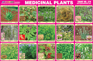 Spectrum Educational Charts: Chart 279 - Medicinal Plants