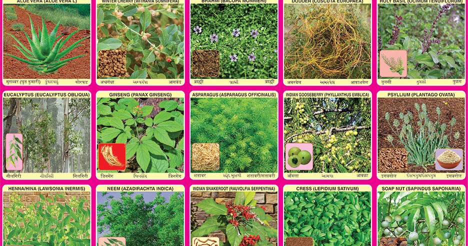 Medicinal Plants Chart