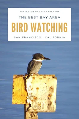 Bird Watching Bay Area - San Francisco California