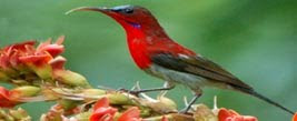 Bird from Bird Conservation Nepal