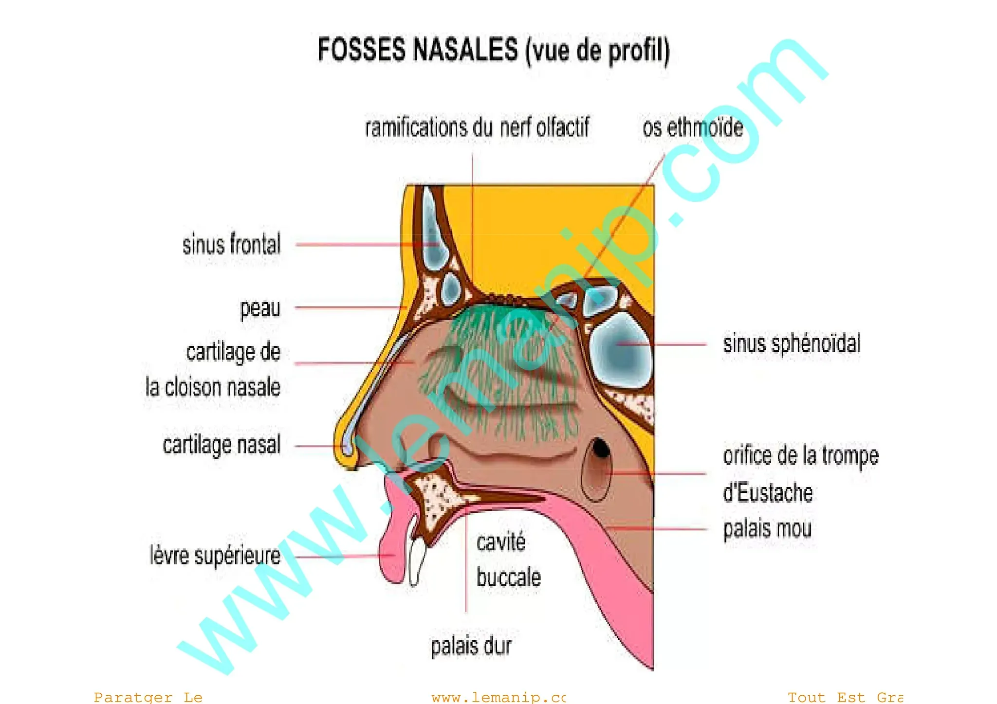 Le nez et les fosses nasales