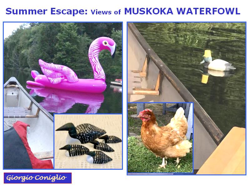 Muskoka 'Waterfowl' spoof; photographhy; waterfowl; plastic; ersatz; Muskoka; Ontario; canoe; loon; swan; Giorgio Coniglio