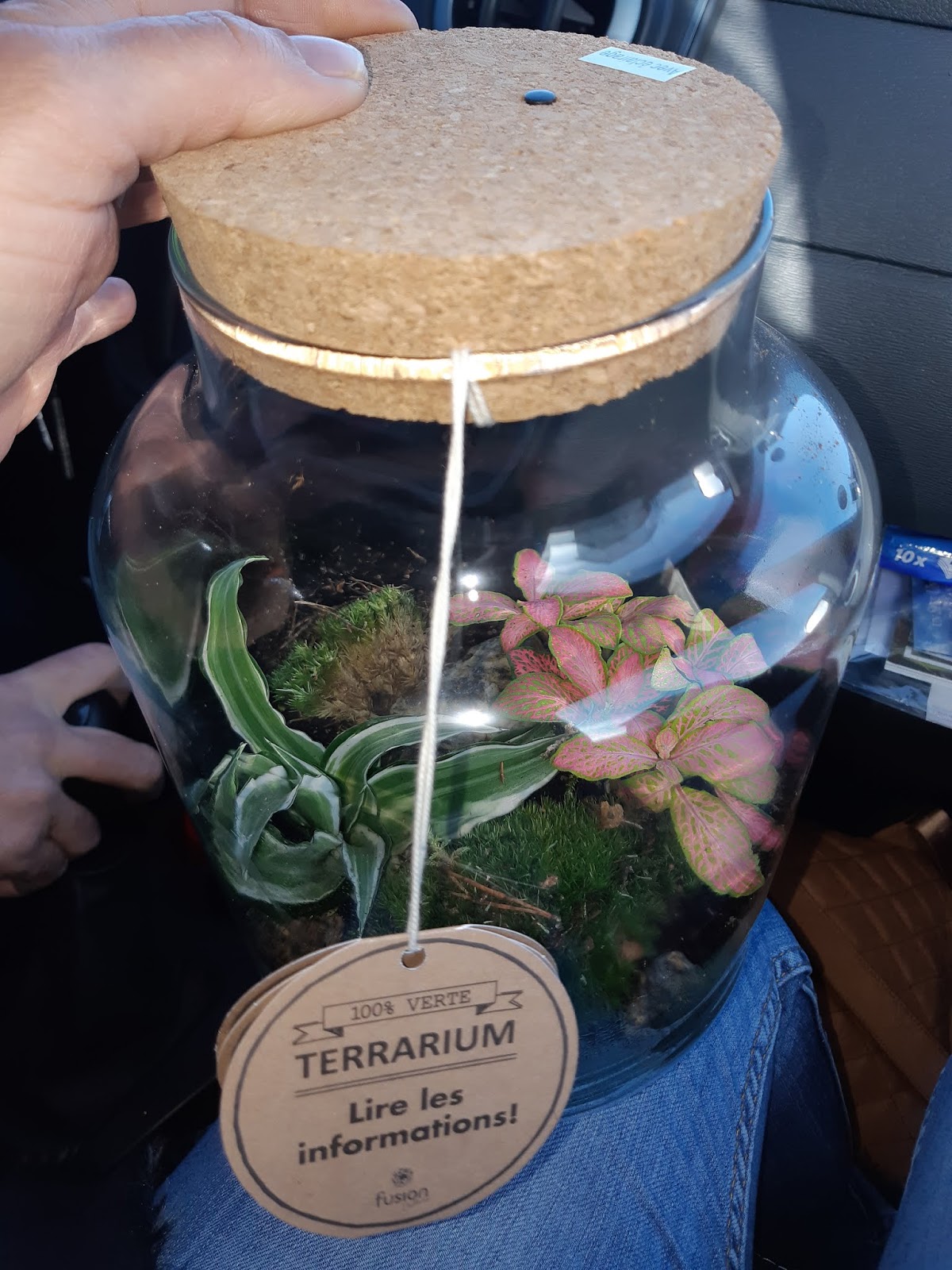 mes 3 loulous Terrarium lumineux Lidl