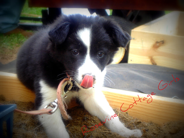 Border Collie Pup licking her nose in a raised bed garden By Rosevine Cottage Girls