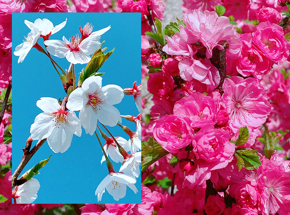 Spring in Seoul 2020. Theheyheyhey