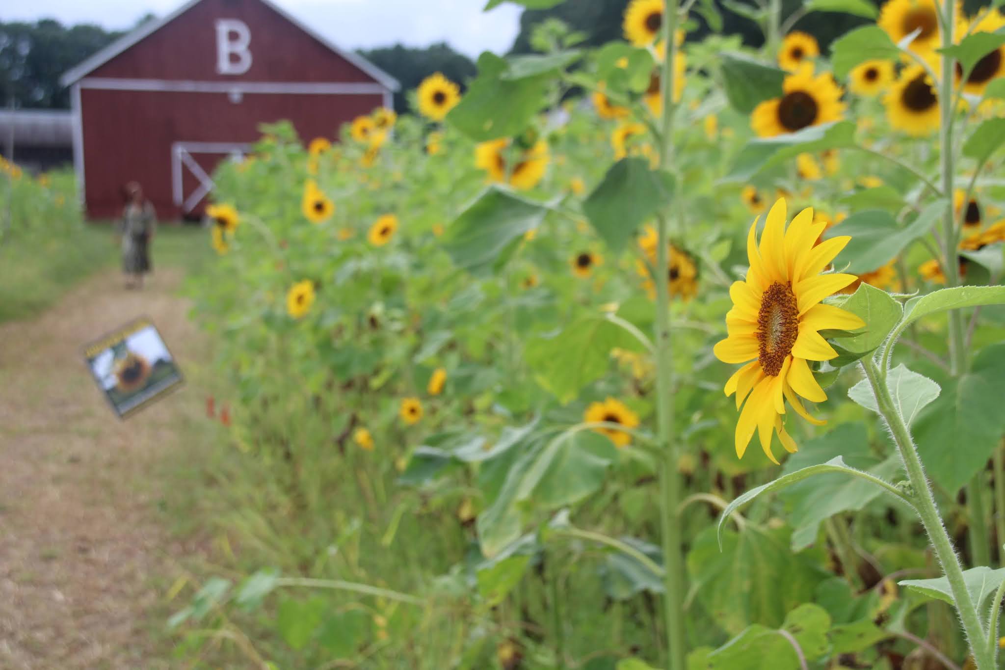 Brown's Harvest Sunflower Field, Connecticut