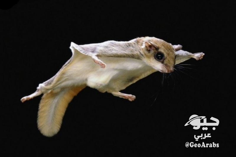 معلومات عن السنجاب الطائر جيو عربي