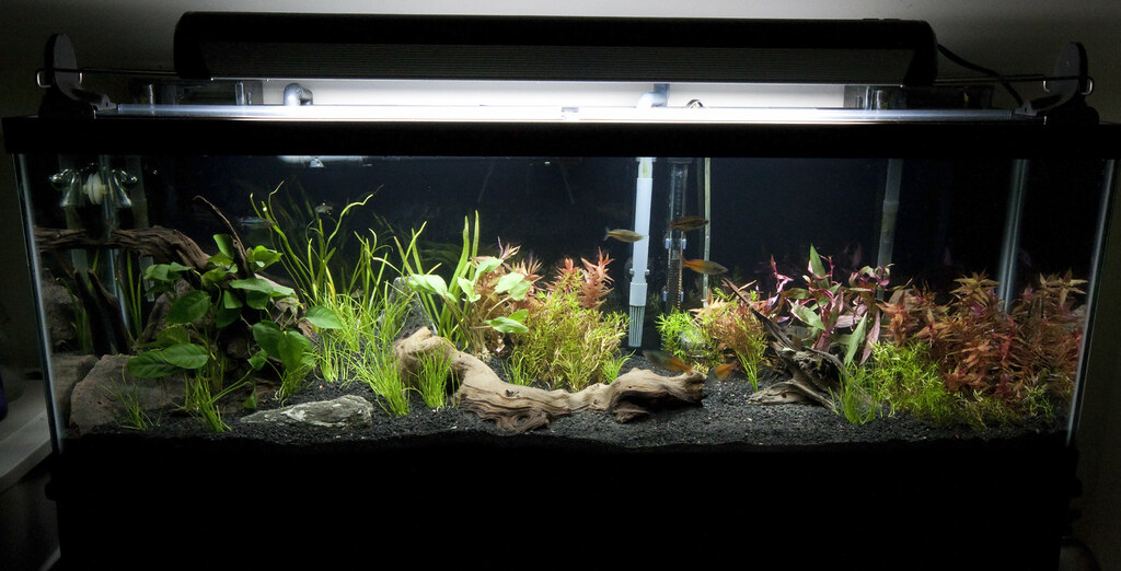 My Other Magazine Best 40 Gallon Breeder Tank to Buy (AQUARIUM BUYING