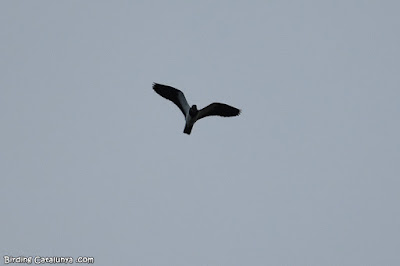 Fredeluga (Vanellus vanellus)