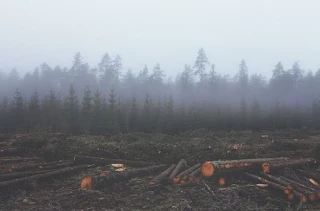 Penebangan Hutan Di Seluruh Penjuru Dunia