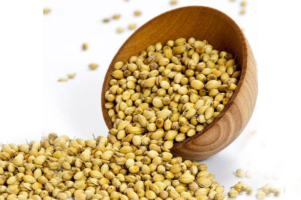 Coriander