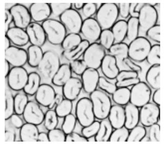 Cross-Section 500X - Cotton