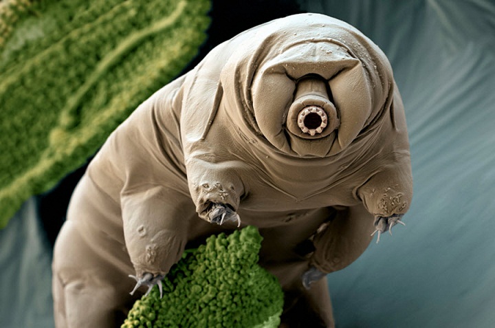 Apa sih Tardigrada itu? | Belajar Sampai Mati