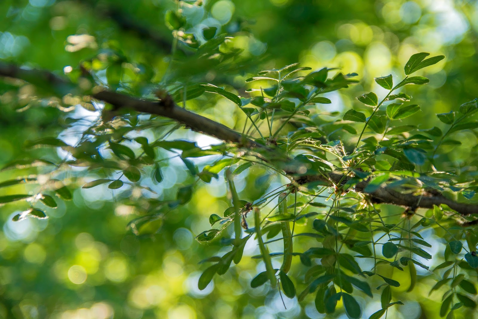 Czerwcowe dni i szkoła