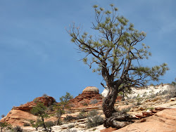 A Zion Tree