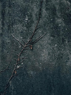 Death Condolence Messages for Loved Ones Condolence Messages for Loved Ones