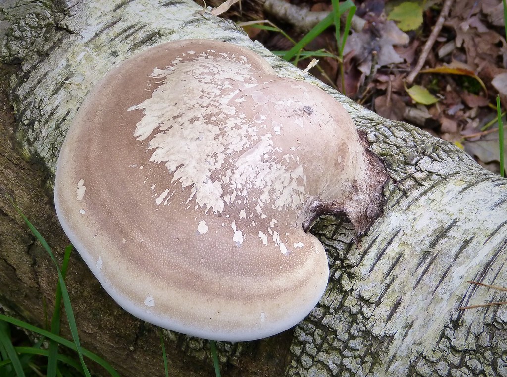 Mountain Mann Survival Survival and practical uses of Birch Polypore