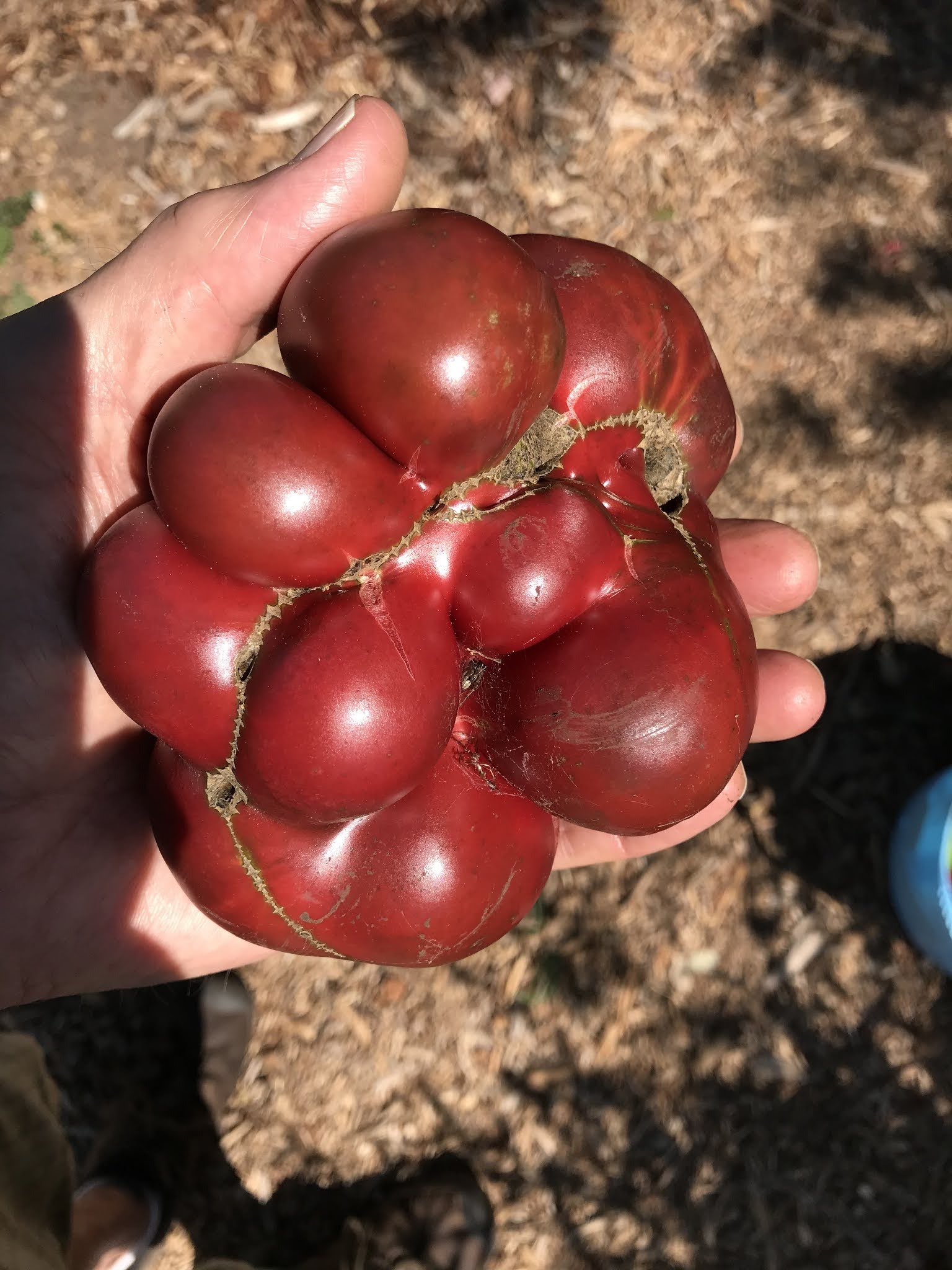 organicgreendoctor garden newshow i grew this ugliest prettiest heirloom tomato