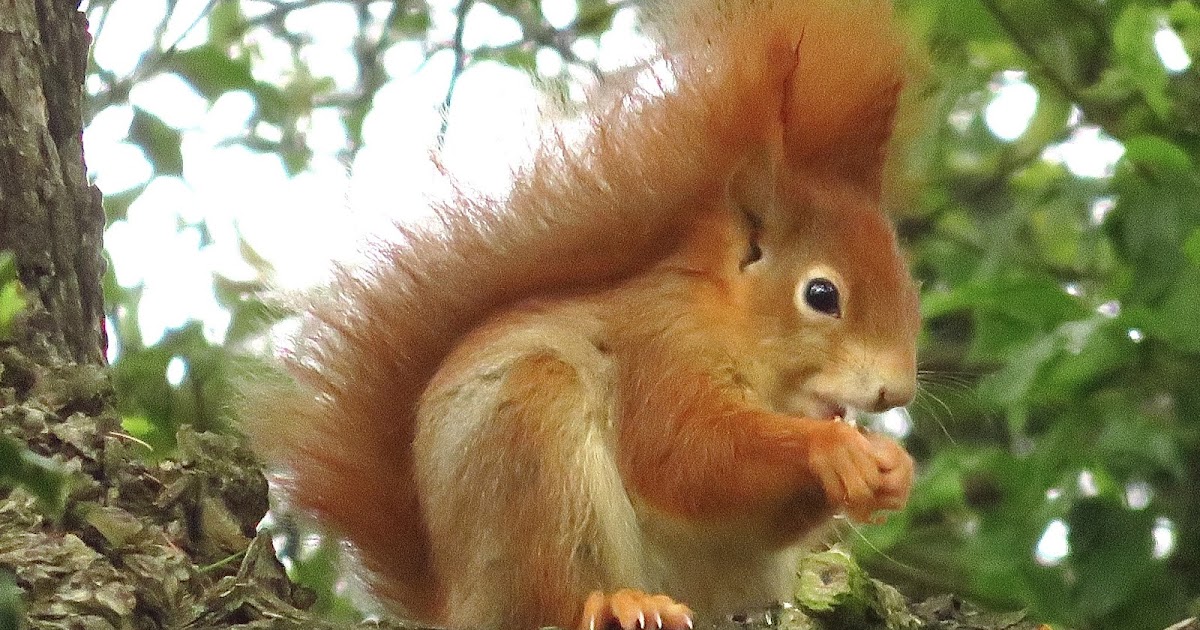 merseawildlife.blogspot.com