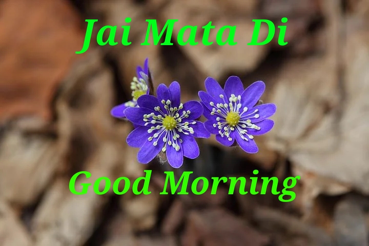 Top 10 Jai Mata Di Good Morning Images greeting Pictures,Photos for  Whatsapp - Good Morning