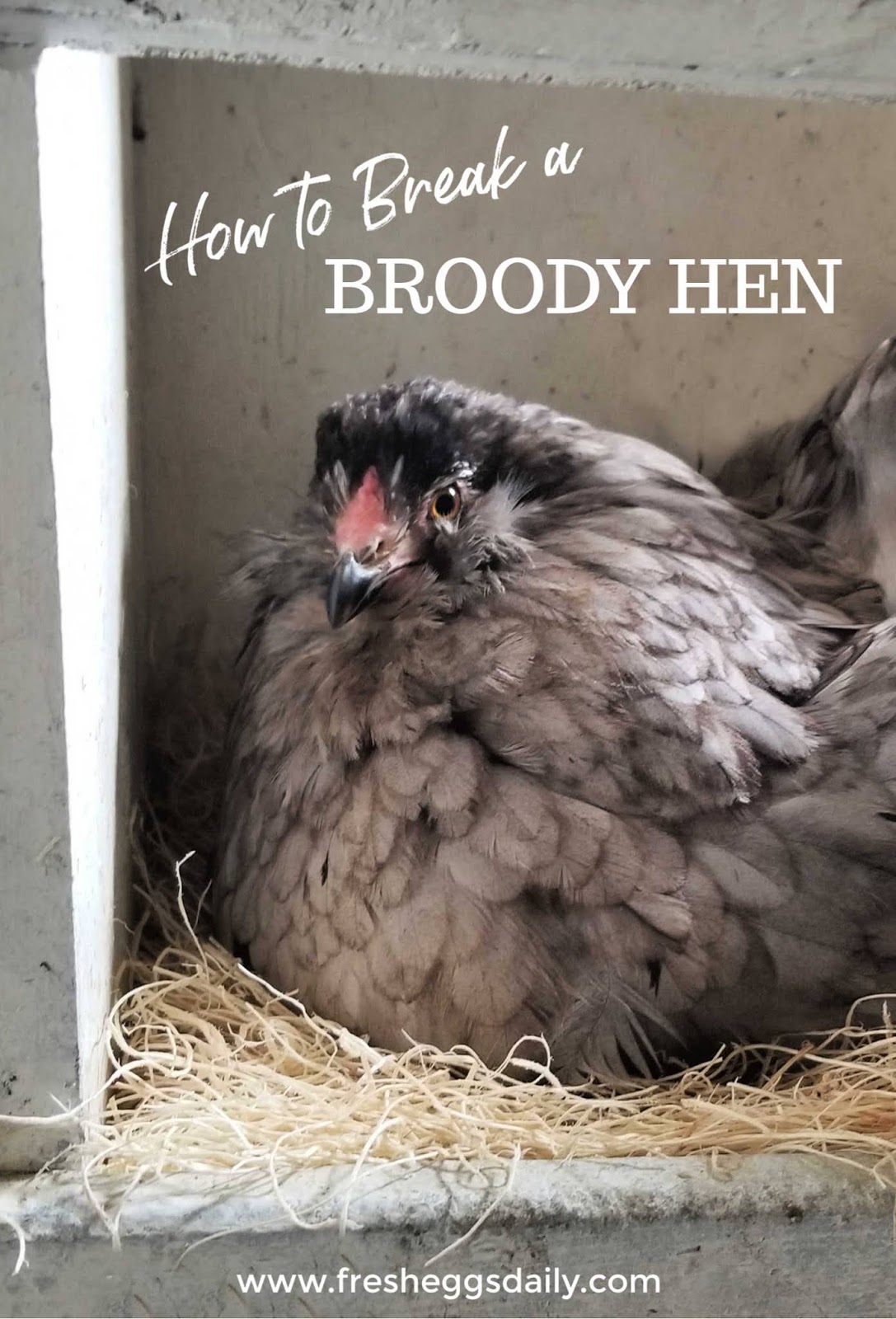 How to Break a Broody Hen Fresh Eggs Daily® with Lisa Steele