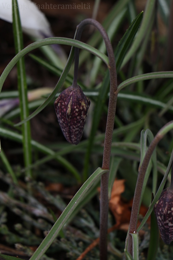 Pausella, Versoja Vaahteramaelta