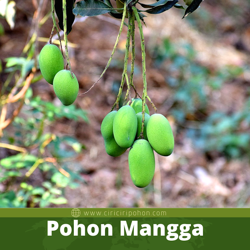 Pohon Mangga