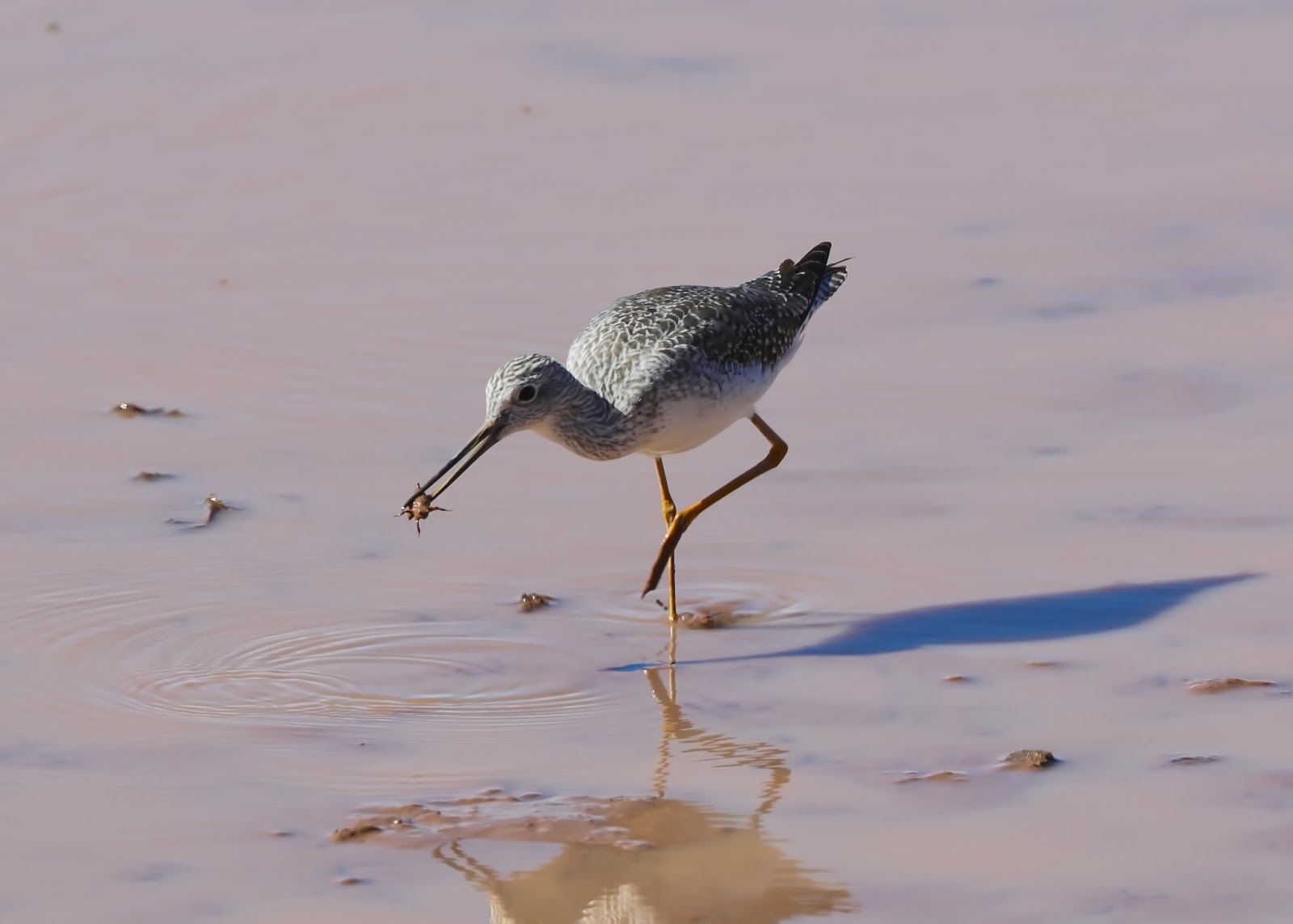 Image result for greater yellowlegs eating