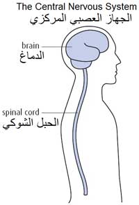 الدماغ والحبل الشوكي مكونات الجهاز العصبي