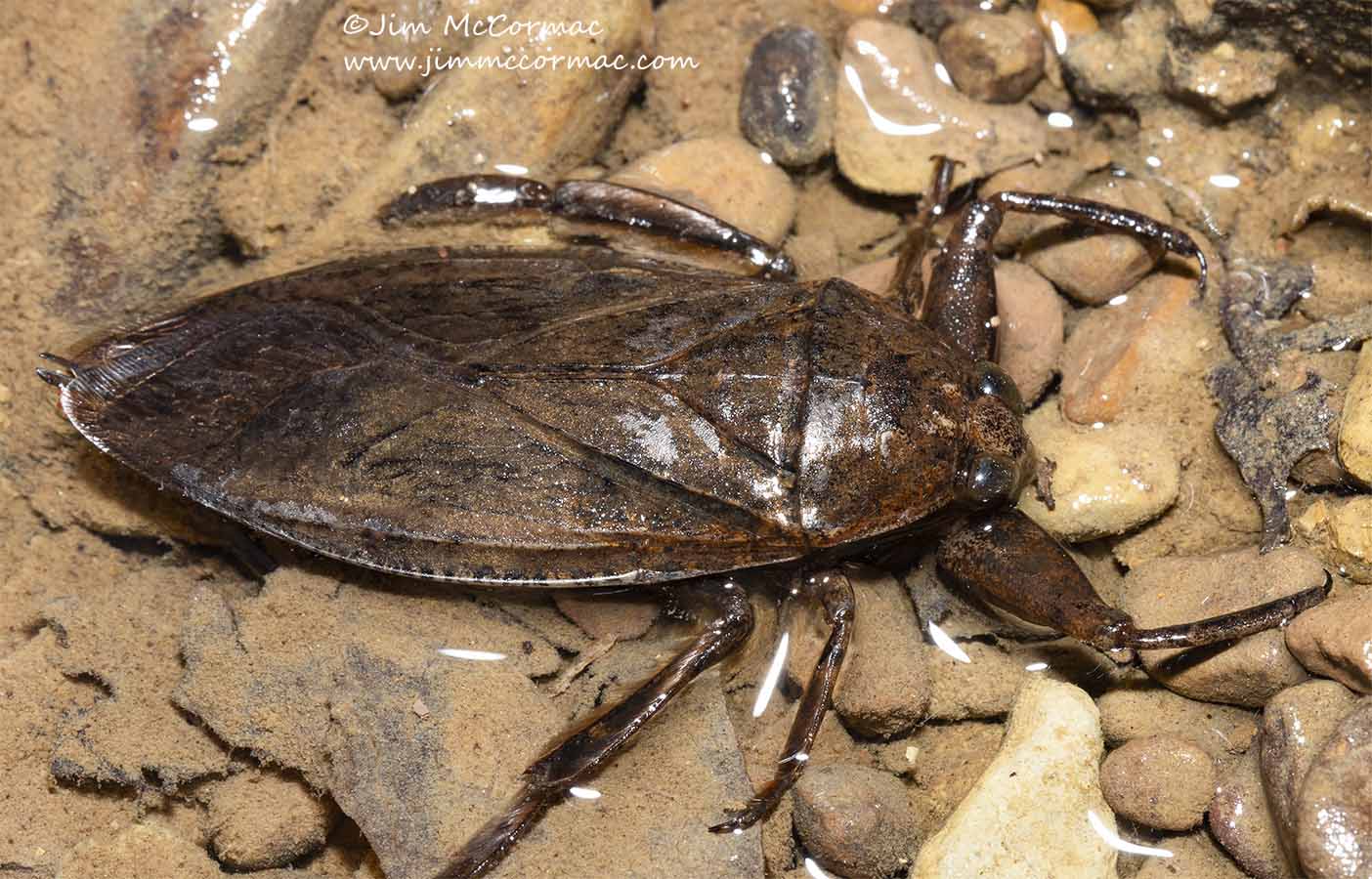 giant water bug nymph