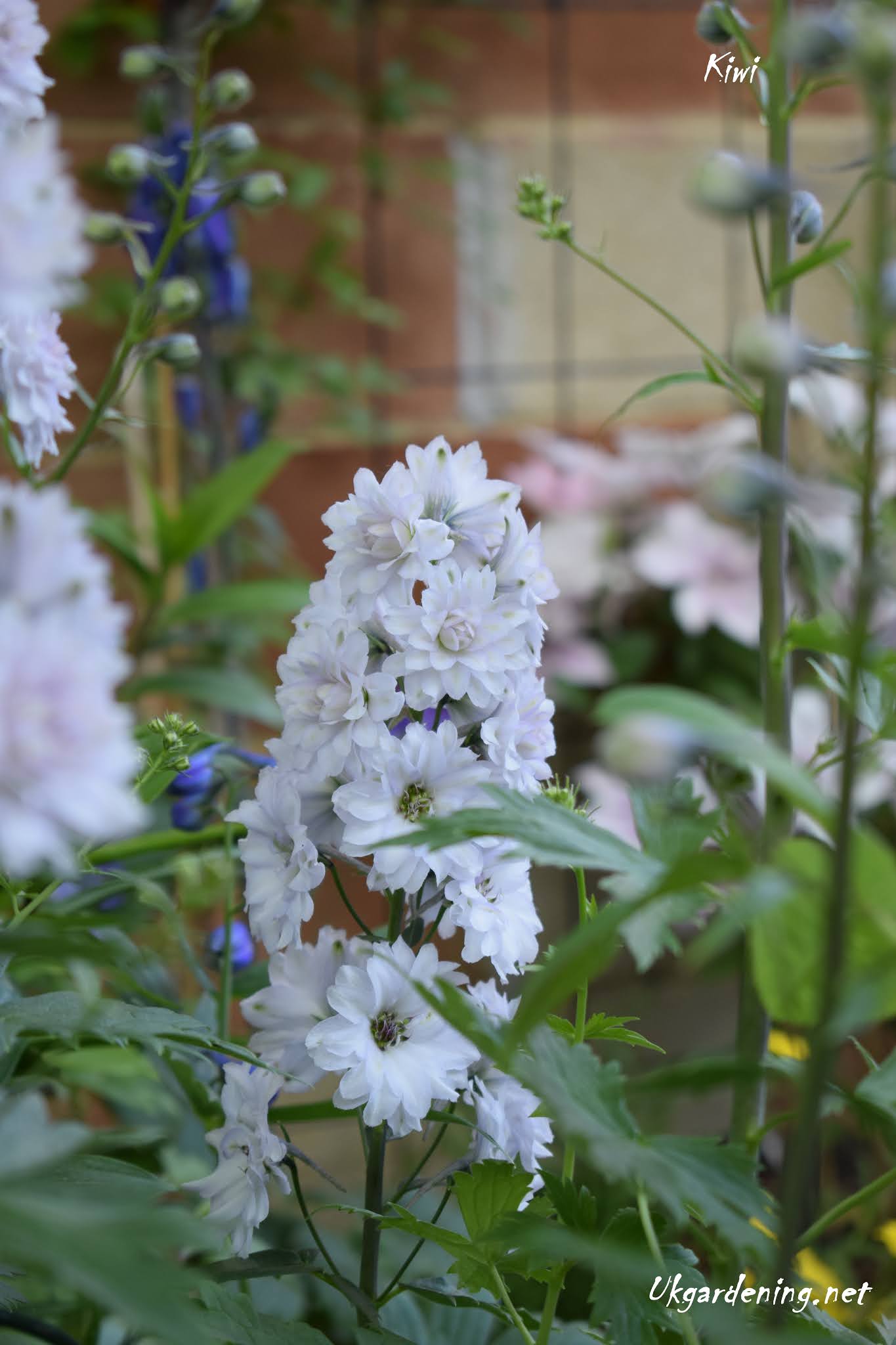 UK Gardening: Delphinium Highlander Cha Cha