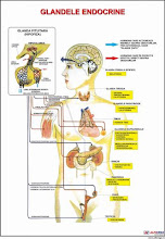 Organele si Sistemele corpului 2