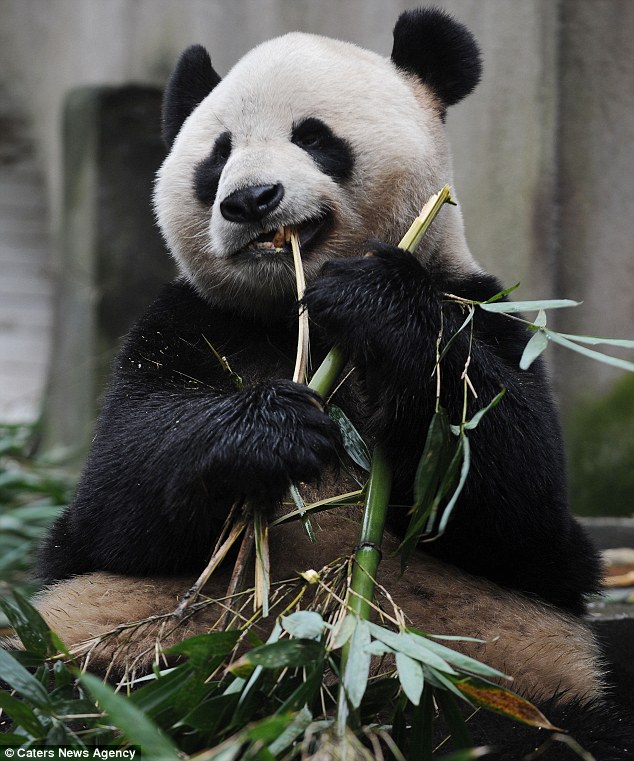 The animal zone: It's panda-monium: Giant pandas Sweetie and Sunshine ...