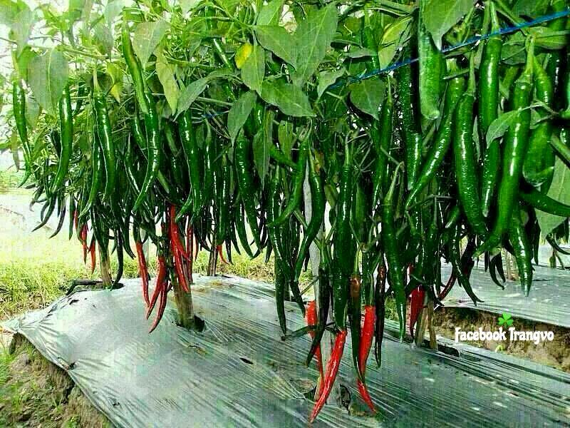 teknik budidaya cabe jawa 