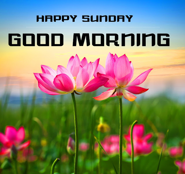 35+Happy Sunday Good Morning Hd Images - Share Your Day Wishes