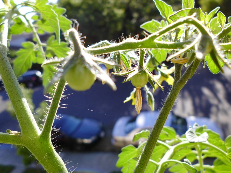 Red Cherry Tomato (Large Fruit) Greens and Machines