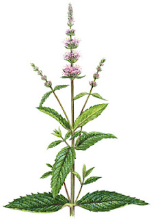 Medicinal Herb: Spearmint -- primarily digestive, used to treat nausea and other stomach ailments. 31Daily.com