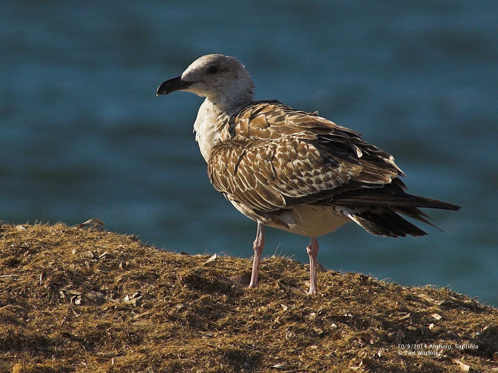 The Two Bird Theory: Sardinia - 1st year Yellow-legged Gulls, and a ...