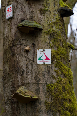 Schächerbachtour | ExtraTour Vogelsberg | Wandern Homberg (Ohm) | Wanderung in Hessen 10