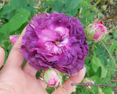 rosa nel giardino della fattoria didattica dell ortica a Savigno Valsamoggia Bologna vicino a Zocca in Appennino