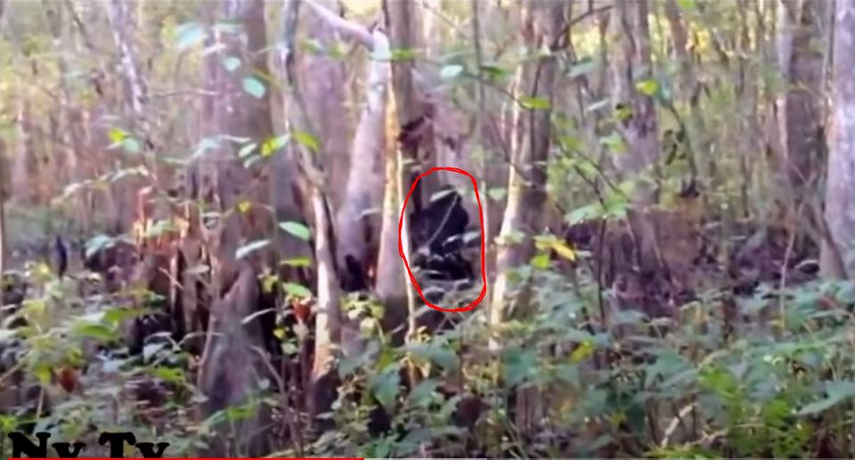 RMSO Bigfoot: One of The Top Skunk-Ape Bigfoot Videos